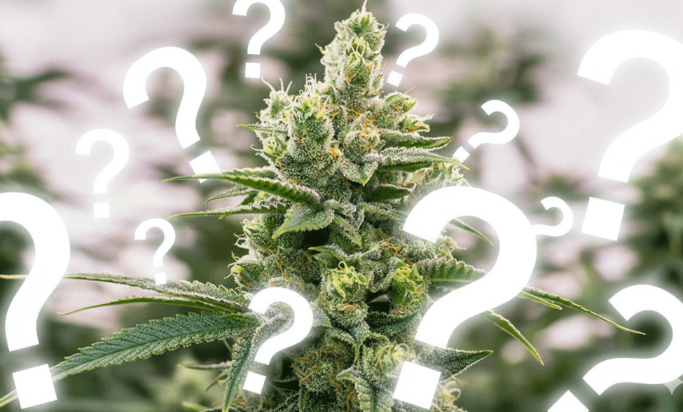 What is THC